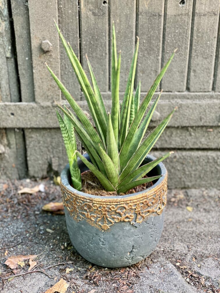 Zdjęcie rośliny Sansevieria Cylindrica Silver Nymph, ujęcie 3