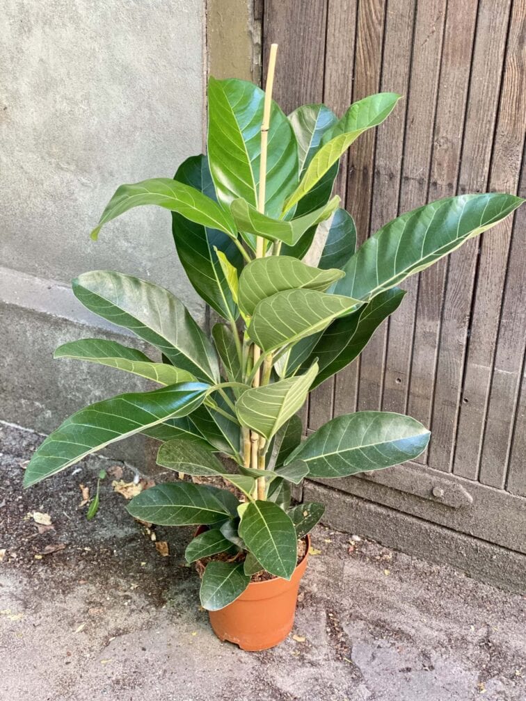 Zdjęcie rośliny Ficus benghalensis Roy (Fikus bengalski Roy), ujęcie 1