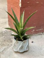 Zdjęcie rośliny Sansevieria Sansiam Moto Green, ujęcie 1