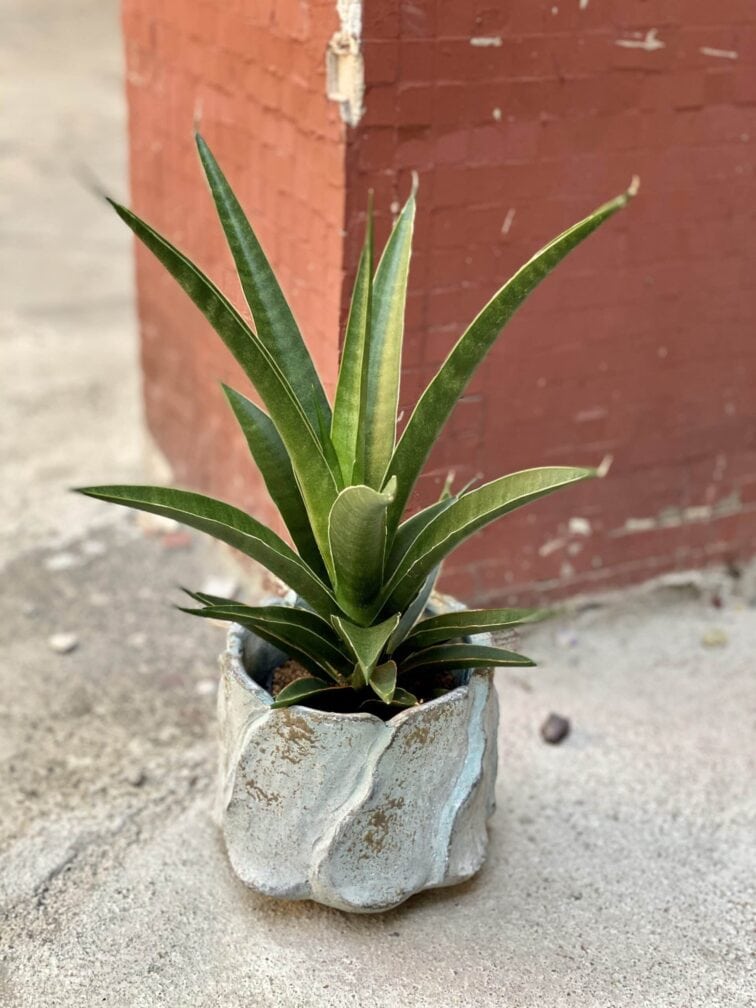 sansevieria-sansiam-moto-green_9x35-0.jpg Zdjęcie rośliny Sansevieria Sansiam Moto Green, ujęcie 1