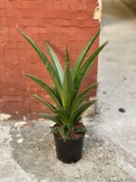 Zdjęcie rośliny Sansevieria Sansiam Moto Green, ujęcie 2