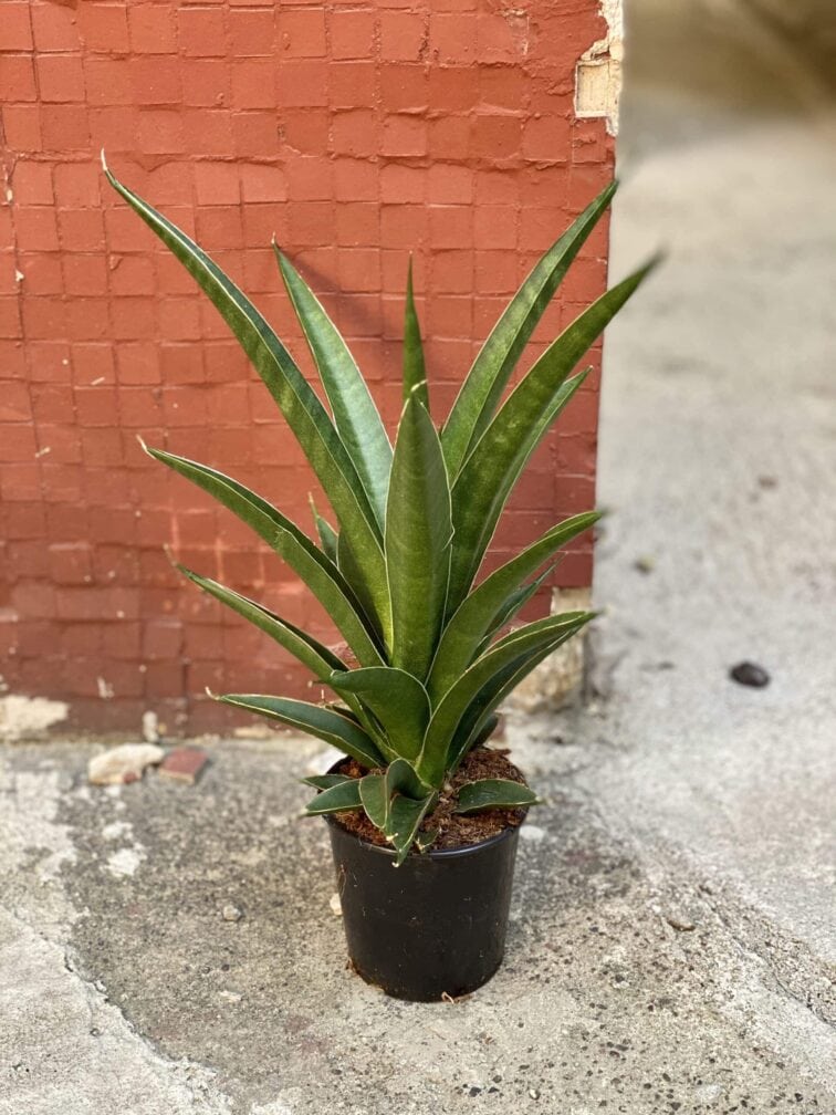Zdjęcie rośliny Sansevieria Sansiam Moto Green, ujęcie 2