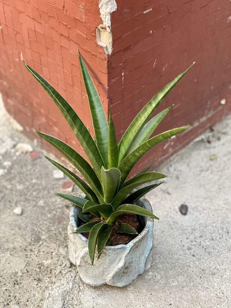 Zdjęcie rośliny Sansevieria Sansiam Moto Green, ujęcie 3