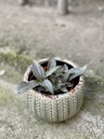 Zdjęcie rośliny Pilea Silver Cloud, ujęcie 1