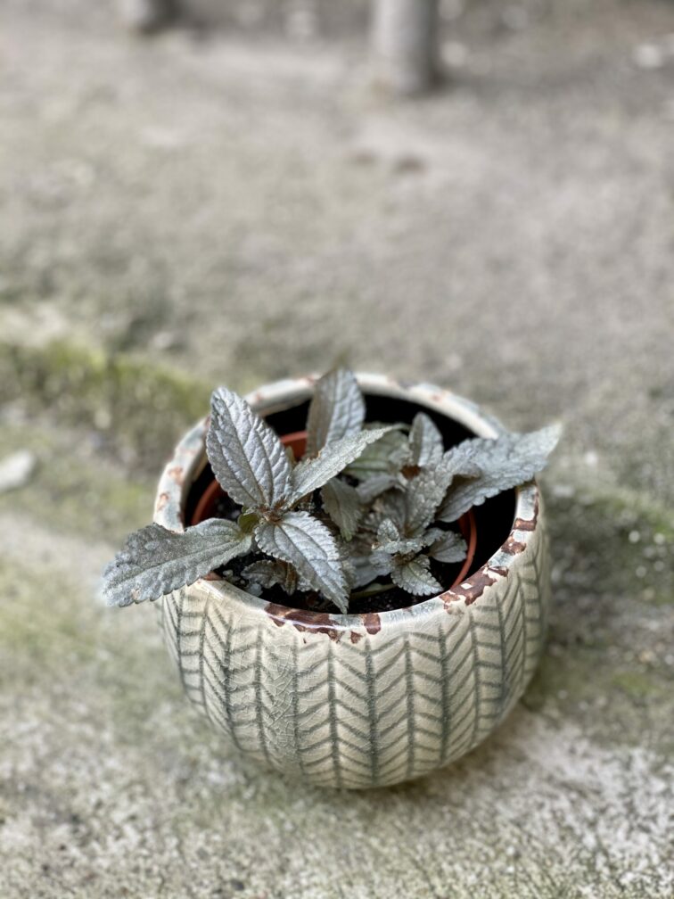 Zdjęcie rośliny Pilea Silver Cloud, ujęcie 1