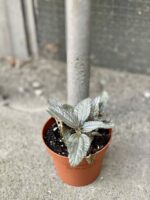 Zdjęcie rośliny Pilea Silver Cloud, ujęcie 2