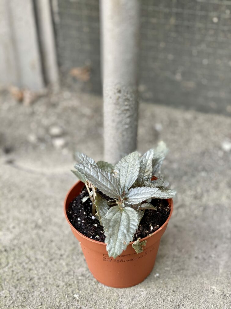 Zdjęcie rośliny Pilea Silver Cloud, ujęcie 2