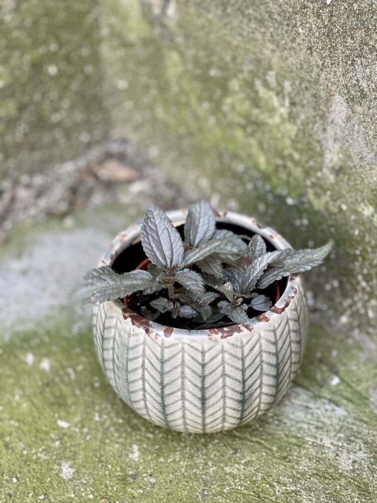 Zdjęcie rośliny Pilea Silver Cloud, ujęcie 3