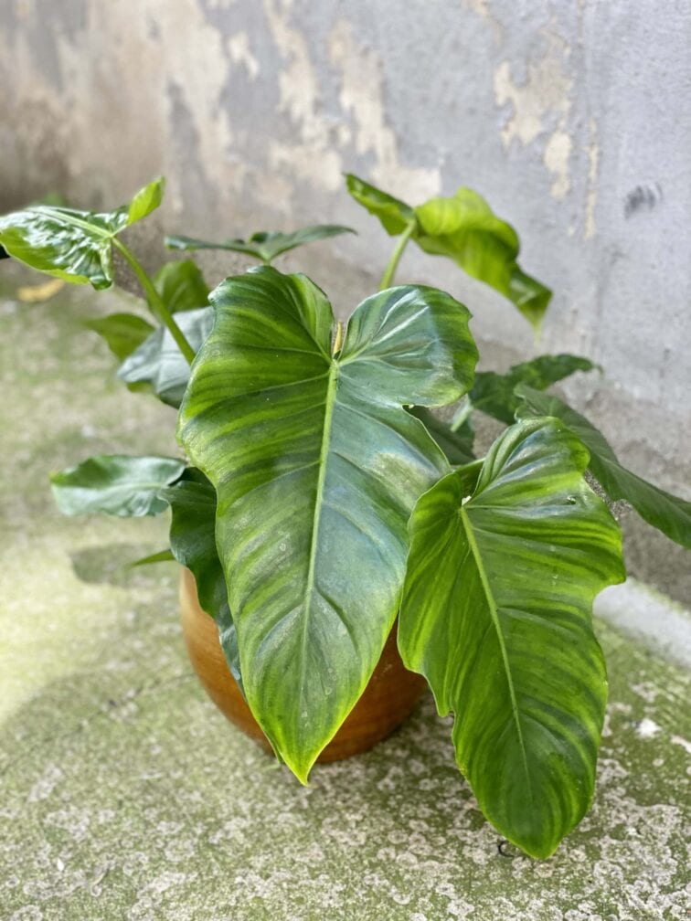 Zdjęcie rośliny Philodendron Lime Fiddle, ujęcie 1