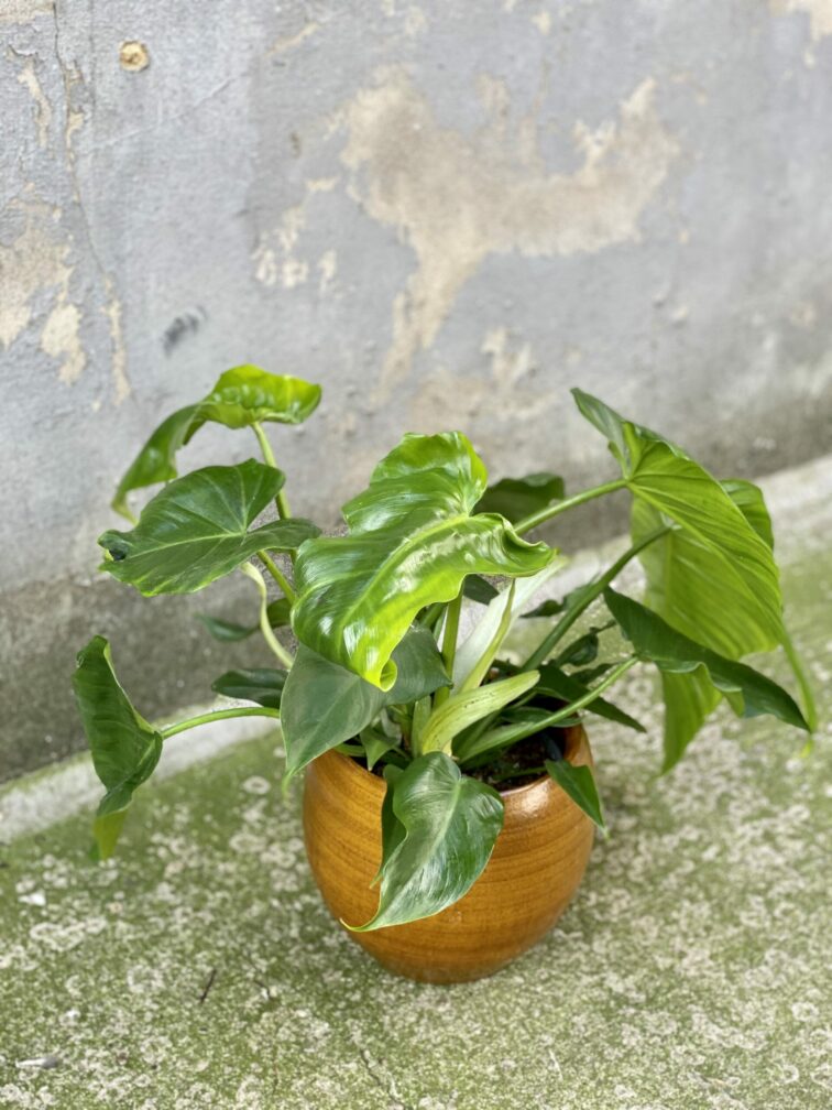 Zdjęcie rośliny Philodendron Lime Fiddle, ujęcie 2