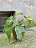 Zdjęcie rośliny Philodendron Lime Fiddle, ujęcie 3