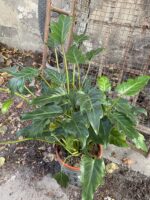 Zdjęcie rośliny Thaumatophyllum Xanadu, ujęcie 2