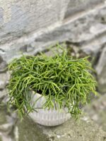 Zdjęcie rośliny Rhipsalis Burchellii (10x20), ujęcie 1