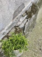 Zdjęcie rośliny Rhipsalis Burchellii (10x20), ujęcie 3