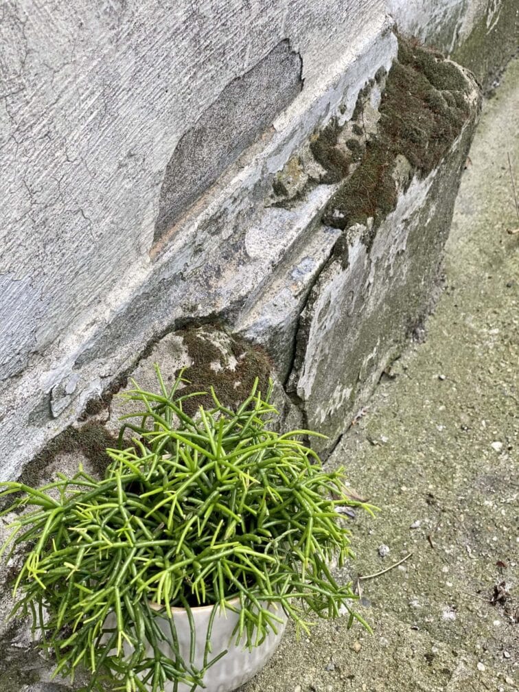 Zdjęcie rośliny Rhipsalis Burchellii (10x20), ujęcie 3