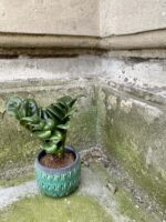Zdjęcie rośliny Zamioculcas Zenzi, ujęcie 1
