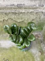 Zdjęcie rośliny Zamioculcas Zenzi, ujęcie 2