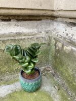 Zdjęcie rośliny Zamioculcas Zenzi, ujęcie 3