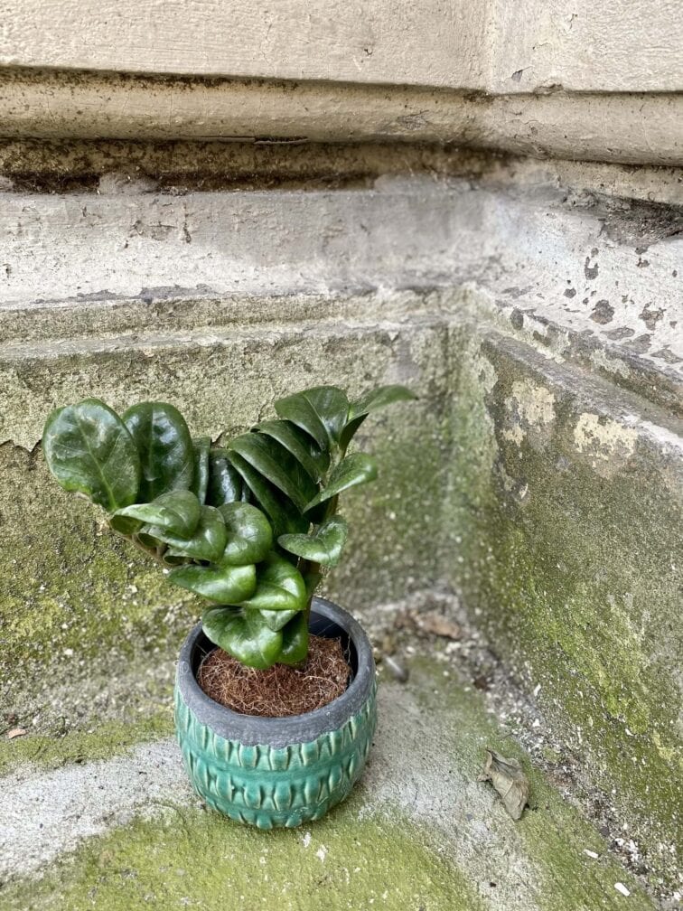 Zdjęcie rośliny Zamioculcas Zenzi, ujęcie 3