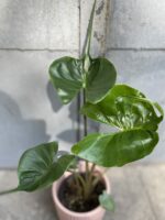 Zdjęcie rośliny Alocasia stingray (10x40), ujęcie 2