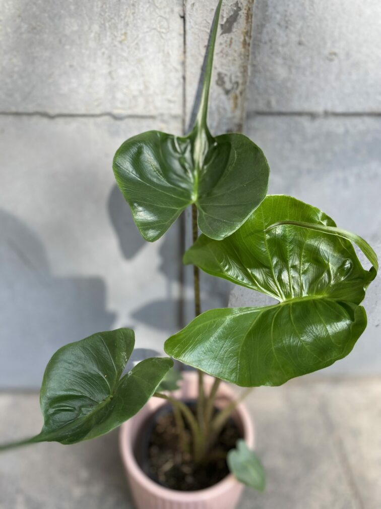 Zdjęcie rośliny Alocasia stingray (10x40), ujęcie 2
