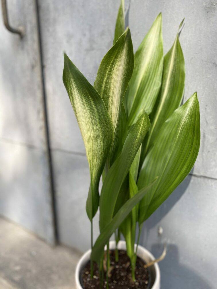 aspidistra-variegata_17x80-0.jpg Zdjęcie rośliny Aspidistra Variegata (17x80), ujęcie 1