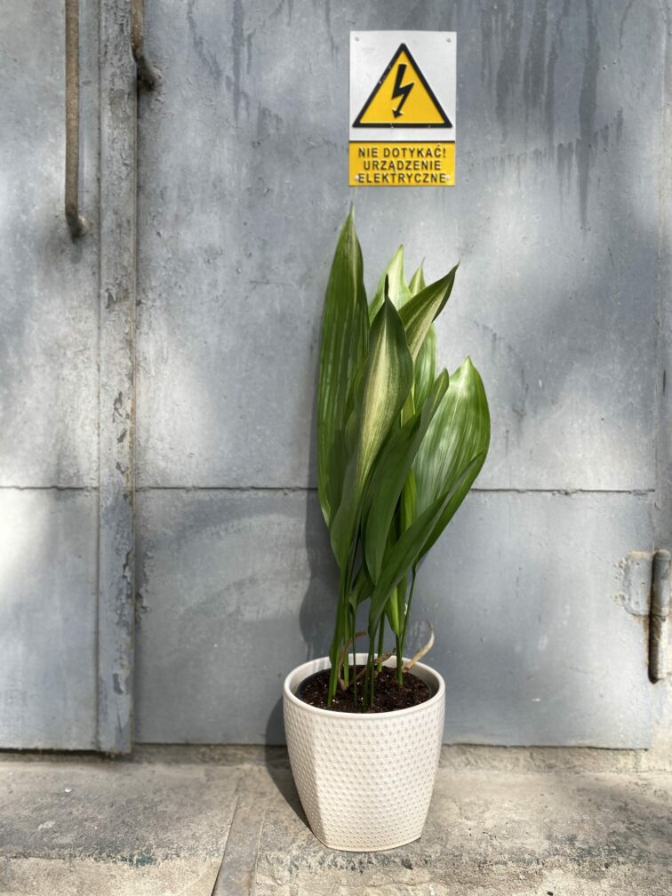 Zdjęcie rośliny Aspidistra Variegata (17x80), ujęcie 2