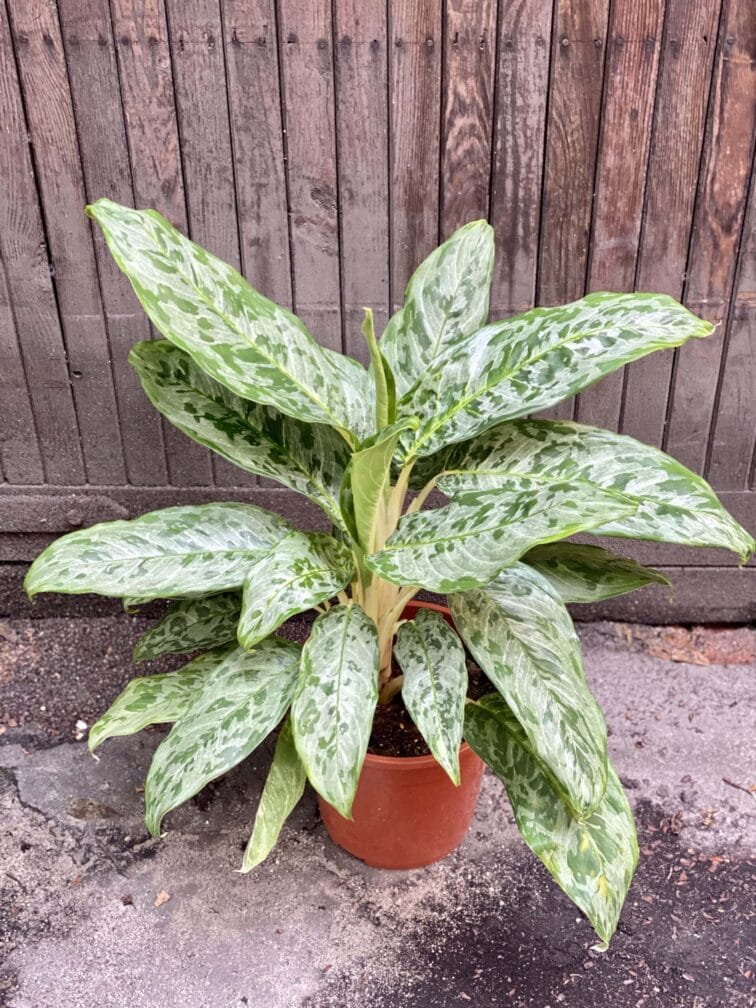 Zdjęcie rośliny Aglaonema Cleopatra, ujęcie 1