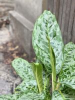 Zdjęcie rośliny Aglaonema Cleopatra, ujęcie 2