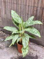 Zdjęcie rośliny Aglaonema Cleopatra, ujęcie 3