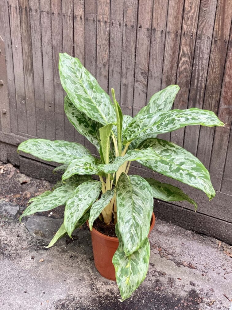 Zdjęcie rośliny Aglaonema Cleopatra, ujęcie 3