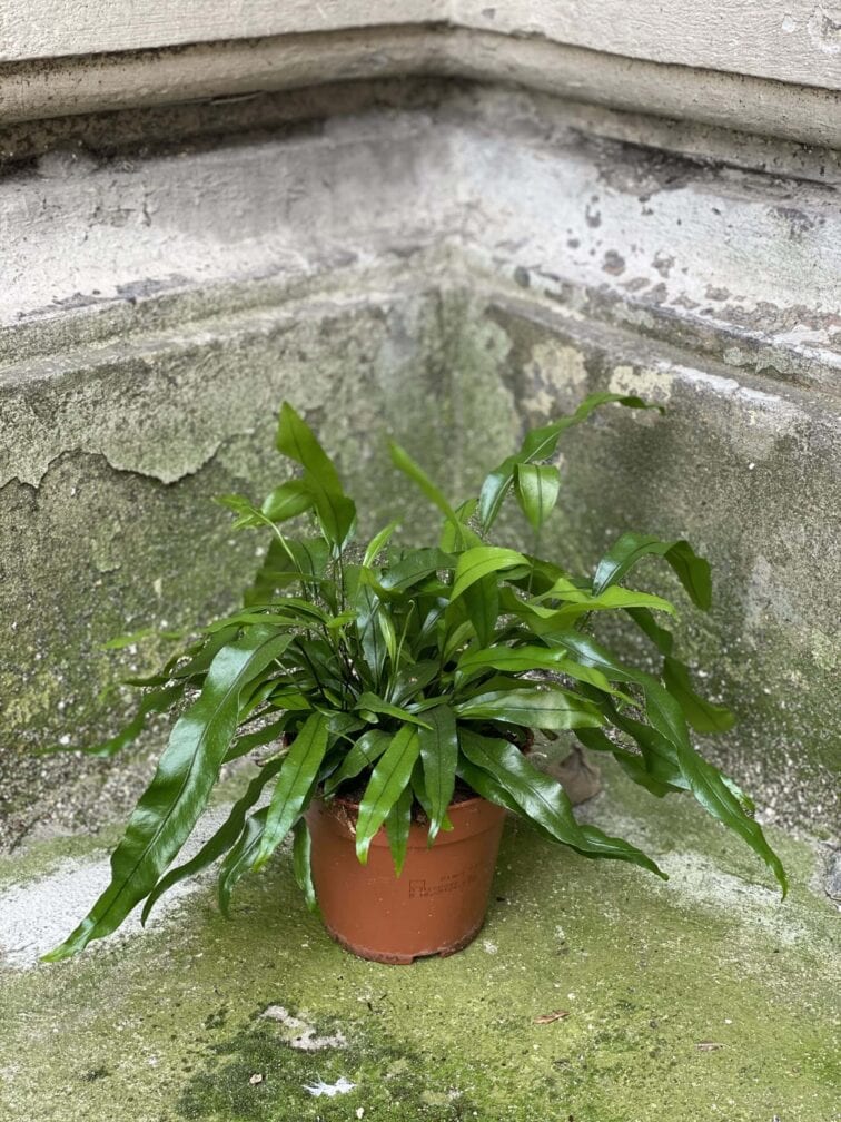 Zdjęcie rośliny Microsorum diversifolium, ujęcie 2