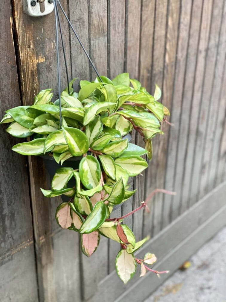 Zdjęcie rośliny Hoya Carnosa Tricolor, ujęcie 1