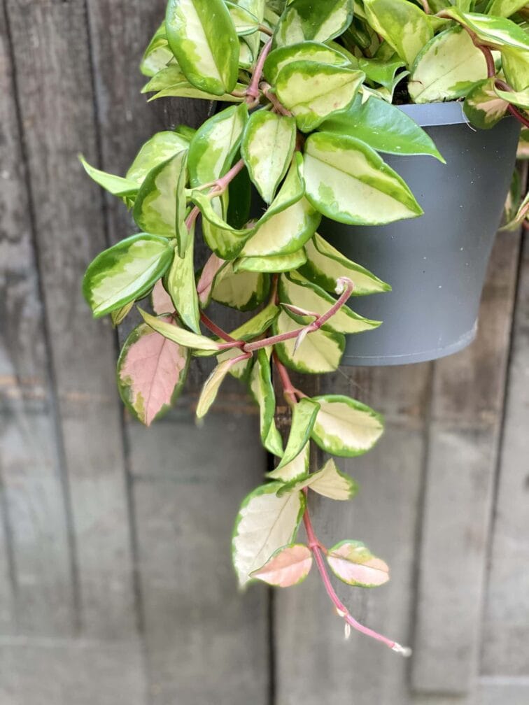 Zdjęcie rośliny Hoya Carnosa Tricolor, ujęcie 2
