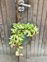Zdjęcie rośliny Hoya Carnosa Tricolor, ujęcie 4