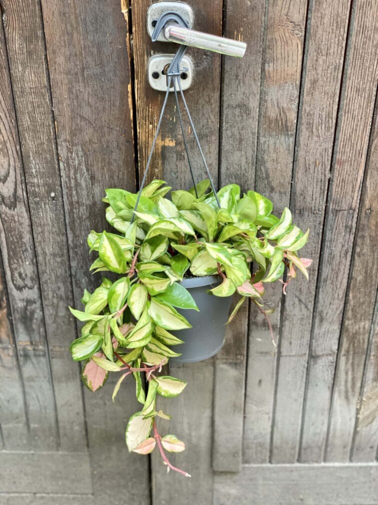 Zdjęcie rośliny Hoya Carnosa Tricolor, ujęcie 4