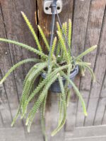 Zdjęcie rośliny Aporocactus malisonii, ujęcie 1