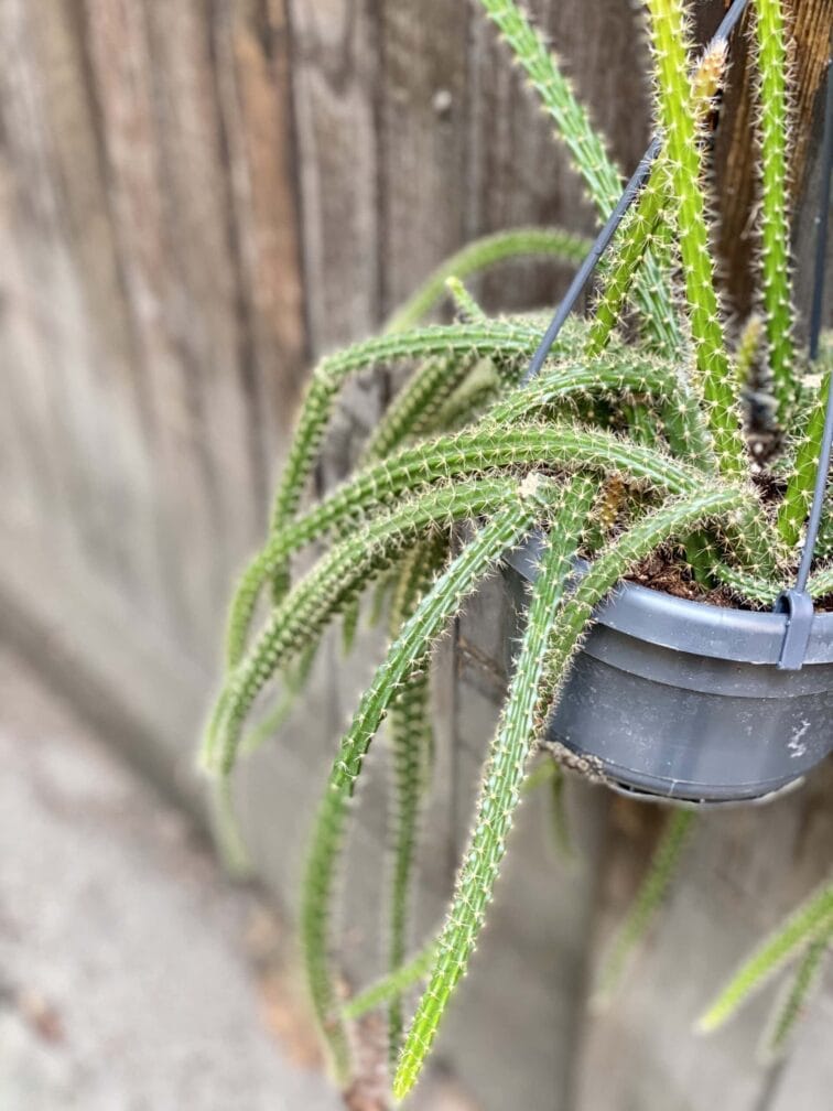 Zdjęcie rośliny Aporocactus malisonii, ujęcie 2