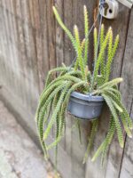 Zdjęcie rośliny Aporocactus malisonii, ujęcie 3