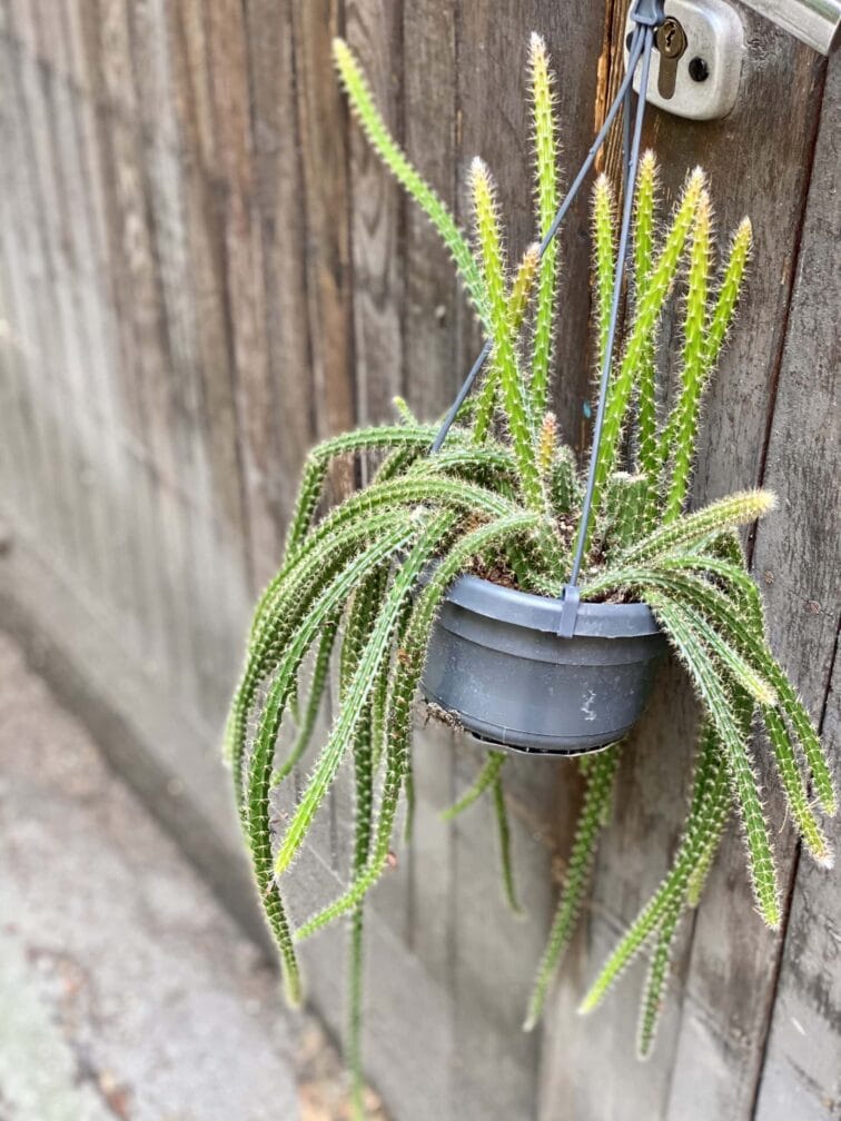 Zdjęcie rośliny Aporocactus malisonii, ujęcie 3