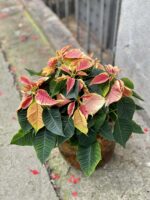 Zdjęcie rośliny Poinsettia pulcherima Premium Marble, ujęcie 1