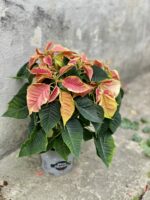 Zdjęcie rośliny Poinsettia pulcherima Premium Marble, ujęcie 2