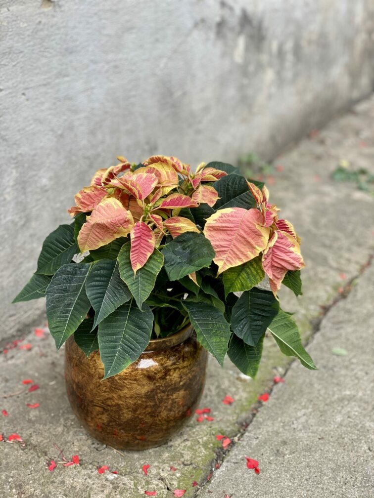 Zdjęcie rośliny Poinsettia pulcherima Premium Marble, ujęcie 3