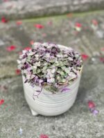 Zdjęcie rośliny Callisia rosato, ujęcie 1
