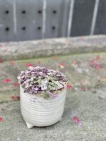 Zdjęcie rośliny Callisia rosato, ujęcie 3