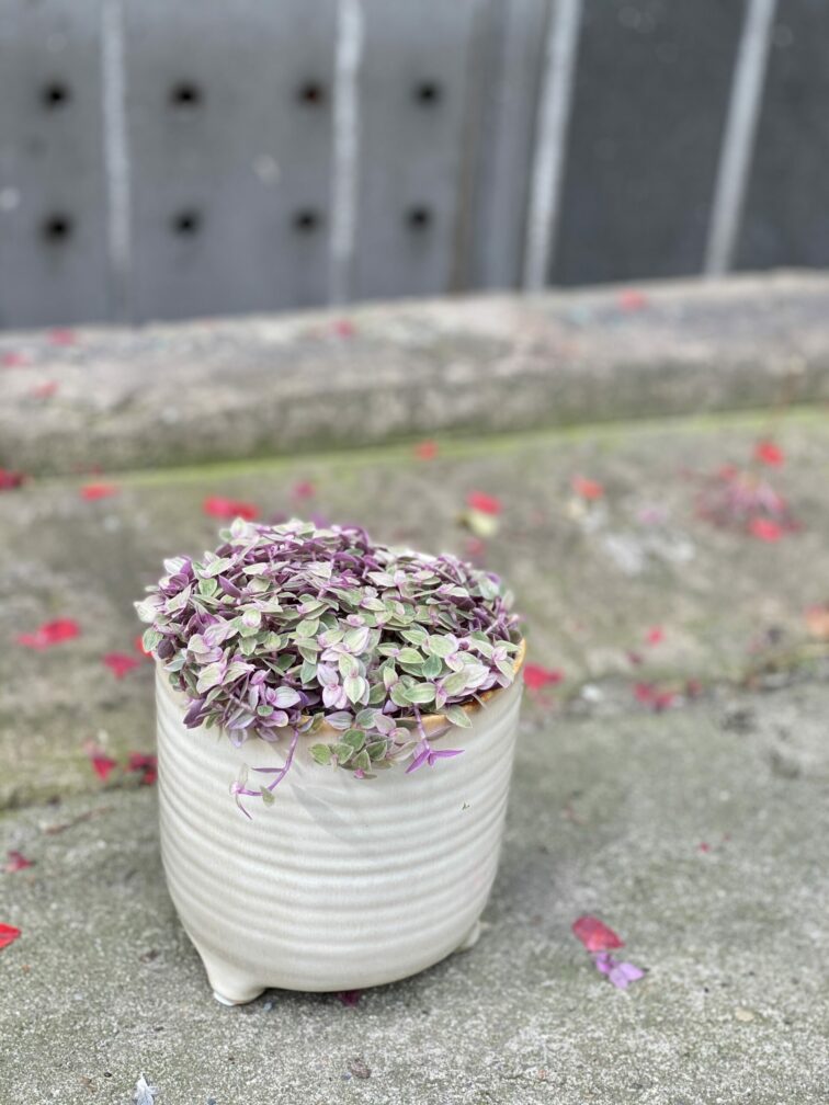 Zdjęcie rośliny Callisia rosato, ujęcie 3