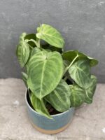 Zdjęcie rośliny Syngonium Ice Frost, ujęcie 1