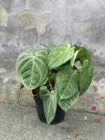 Zdjęcie rośliny Syngonium Ice Frost, ujęcie 2