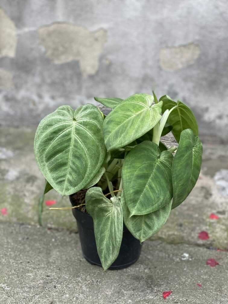 Zdjęcie rośliny Syngonium Ice Frost, ujęcie 2