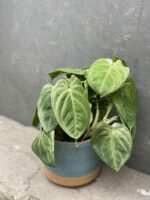 Zdjęcie rośliny Syngonium Ice Frost, ujęcie 3